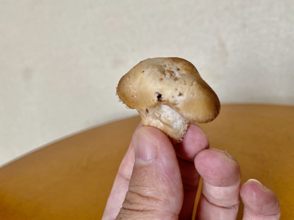 ココノミ　しいたけ